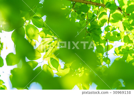  Fresh green eco image 30969138