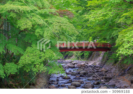 [Shizuoka Prefecture] Shuzenji Maple Bridge 30969188