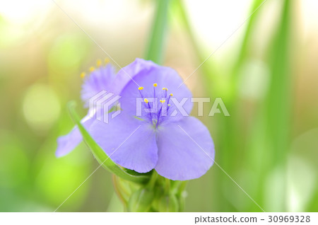  Murasakiyukusa 30969328