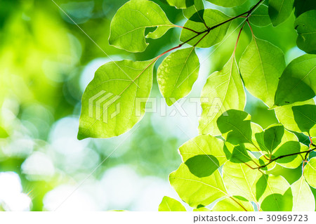  Fresh green eco image 30969723