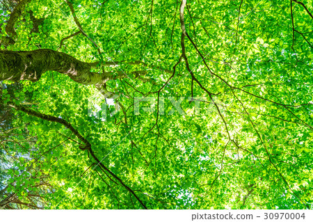  Fresh green eco image 30970004