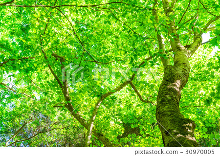  Fresh green eco image 30970005