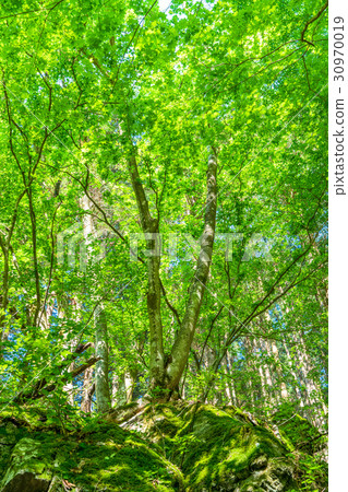  Fresh green eco image 30970019