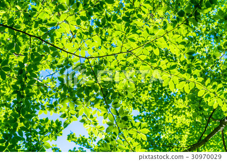 Fresh green eco image Fresh green eco image 30970029