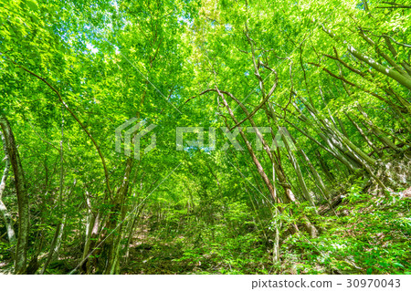 Fresh green eco image 30970043