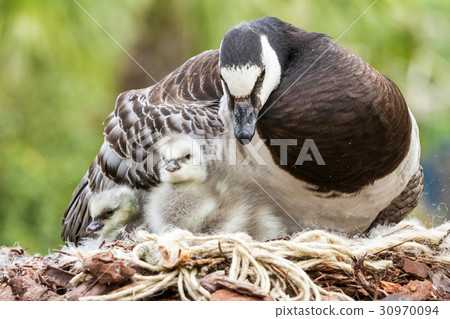 Canada goose, Branta canadensis 30970094