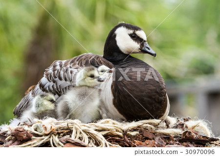 Canada goose, Branta canadensis 30970096