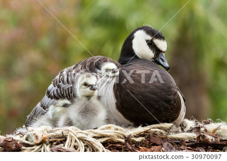 Canada goose, Branta canadensis 30970097