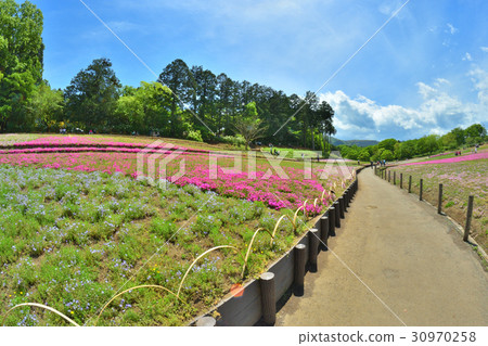 Saitama Chichibu Hitsujiyama Park 30970258