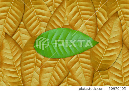 Green leaf on brown 30970405