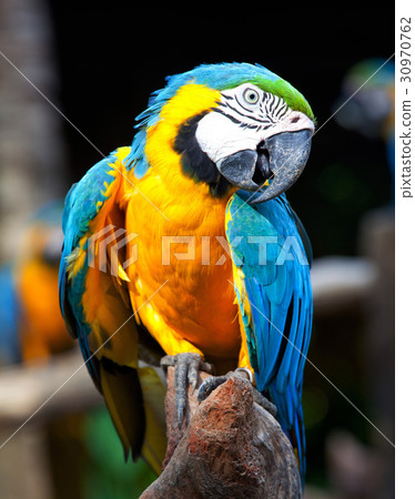 colorful macaw colorful macaw 30970762