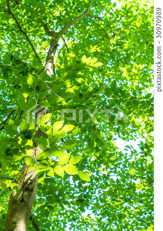 Fresh green eco image Fresh green eco image 30970989
