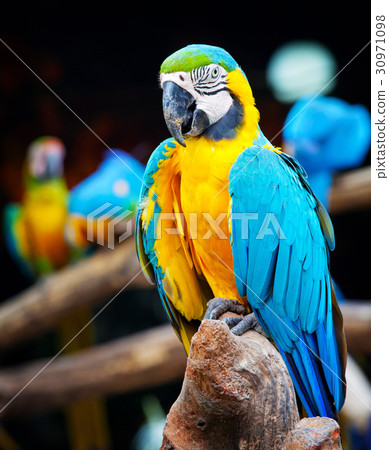 colorful macaw colorful macaw 30971098