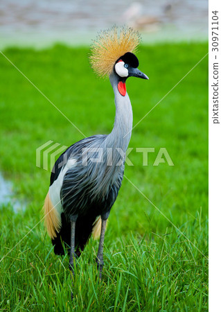 Crowned Crane 30971104
