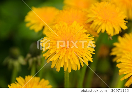 蒲公英 30971133