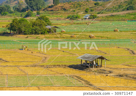 Garlic field with hut in Pai, Thailand Garlic field with hut in Pai, Thailand 30971147