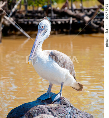 Dalmatian pelican Dalmatian pelican 30971253