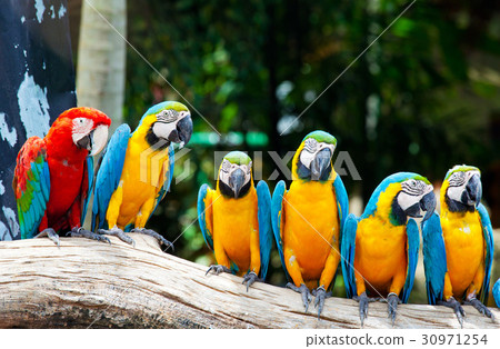 colorful macaws colorful macaws 30971254