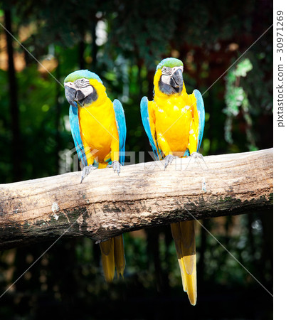 colorful couple macaw 30971269