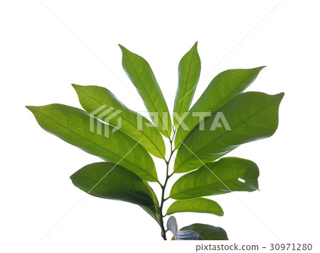 Leave branch with droplet Leave branch with droplet 30971280