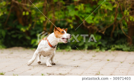 Jumping puppy Jack Russell Terrier 30971403