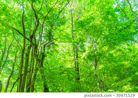  新鮮的綠色生態形象 30971529