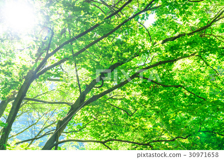  Fresh green eco image 30971658