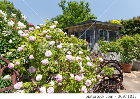 Keisei rose garden Keisei rose garden 30971815
