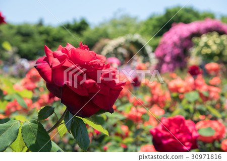Keisei rose garden 30971816