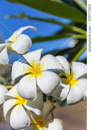 Blossom frangipani plumeria lilawadee flower tree Blossom frangipani plumeria lilawadee flower tree 30971904