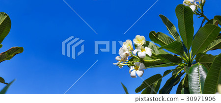 Blossom frangipani plumeria lilawadee flower tree Blossom frangipani plumeria lilawadee flower tree 30971906