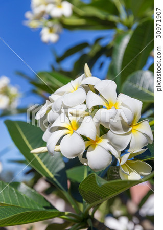 Blossom frangipani plumeria lilawadee flower tree 30971907