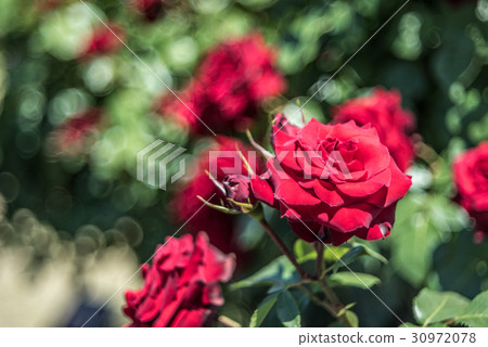 老鏡頭泡沫模糊VEB Pentacon AV（Diaplan）80米Keosei玫瑰園玫瑰 30972078