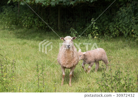 Idillic landscape with sheep, lambs, ram on field 30972432