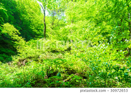  Fresh green eco image 30972653
