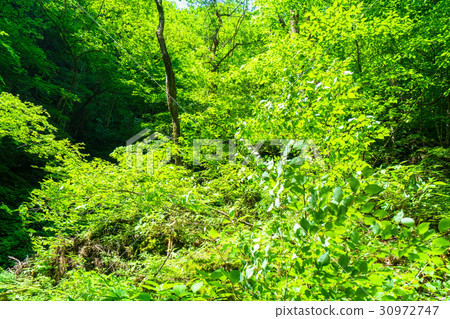 Fresh green eco image Fresh green eco image 30972747