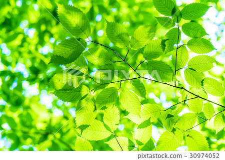 Fresh green eco image Fresh green eco image 30974052
