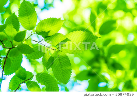 Fresh green eco image Fresh green eco image 30974059