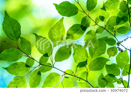 Fresh green eco image Fresh green eco image 30974072