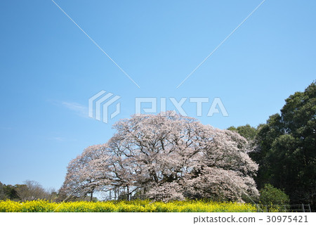 Yamazakura 22 30975421