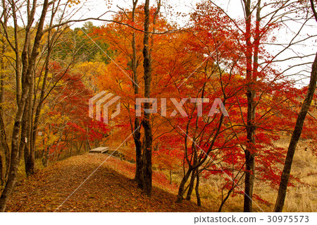 Takadoya swamp fall autumn leaves Takadoya swamp fall autumn leaves 30975573