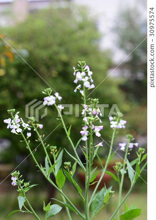 Radish flower 1 30975574