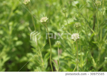 Flower bud of scaviosa / drumstick 30975585