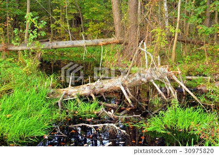 Swamp in forest at early autumn. 30975820