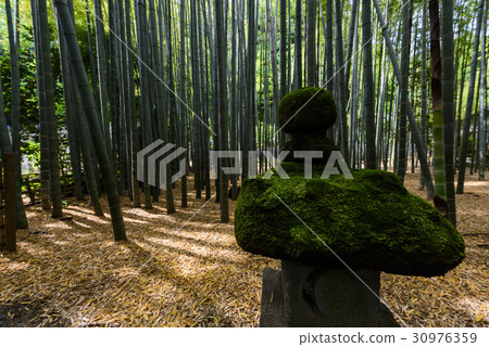 Bamboo grove Bamboo grove 30976359