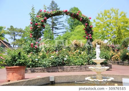 玫瑰園 玫瑰園 30976585