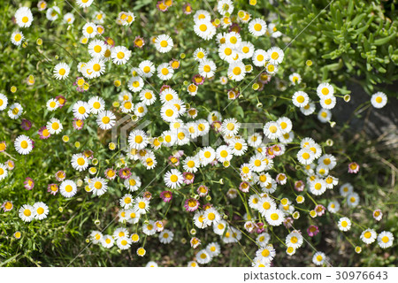 Perilla Yomena（Elleron） 30976643