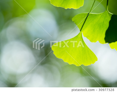 Fresh green ginko biloba leaves 30977328