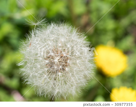Dandelion's fluff 30977355