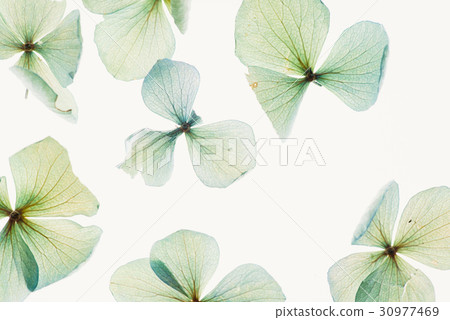 dry hydrangea flowers dry hydrangea flowers 30977469